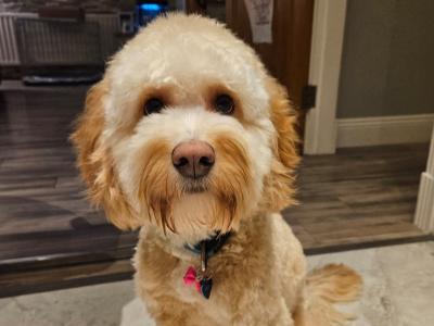 Ted is a friendly male Cockapoo puppy 19 months old in Waterford