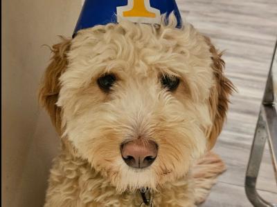Ted is a friendly male Cockapoo puppy 19 months old in Waterford
