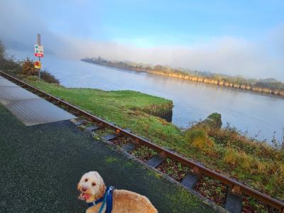 Ted is a friendly male Cockapoo puppy 19 months old in Waterford