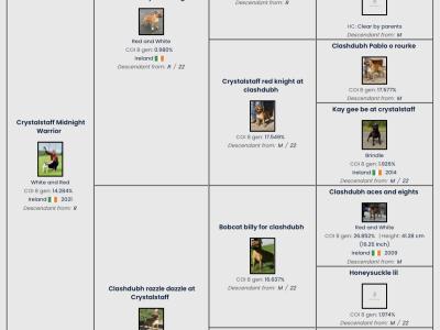 Staffordshire Bull Terrier Show Quality stud