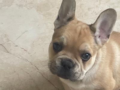 Male French Bulldog puppy in Wexford