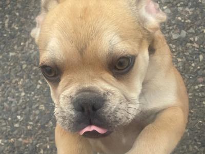 Male French Bulldog puppy in Wexford