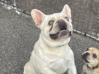 Male French Bulldog puppy in Wexford