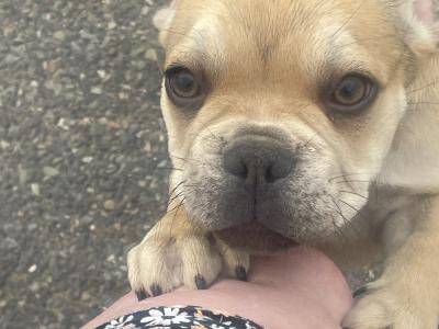 Male French Bulldog puppy in Wexford