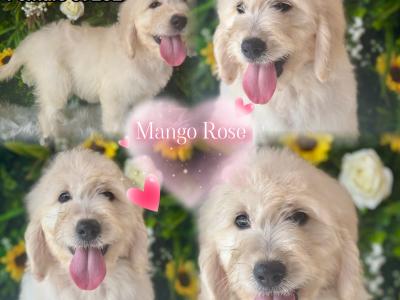 F1 Goldendoodle puppies in Wexford. Health Tested Parents 0871172514
