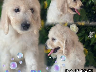 F1 Goldendoodle puppies in Wexford. Health Tested Parents 0871172514