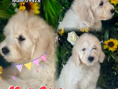 F1 Goldendoodle puppies in Wexford. Health Tested Parents 0871172514