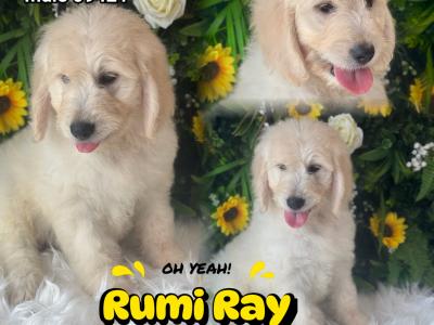 F1 Goldendoodle puppies in Wexford. Health Tested Parents 0871172514