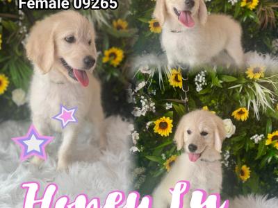 F1 Goldendoodle puppies in Wexford. Health Tested Parents 0871172514