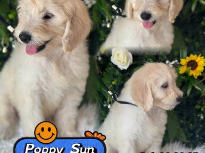F1 Goldendoodle puppies in Wexford. Health Tested Parents 0871172514