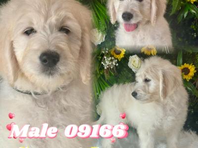 F1 Goldendoodle puppies in Wexford. Health Tested Parents 0871172514