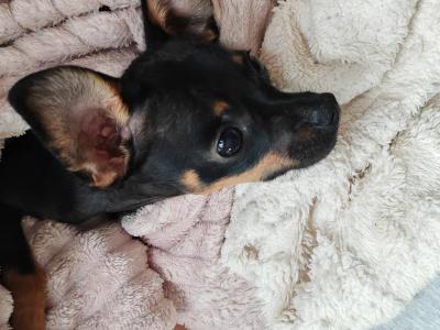 Male miniature Russian Toy Terrier puppy in Meath