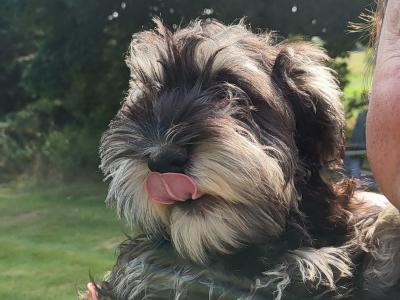 Adorable IKC Registered Show Class Male Miniature Schnauzer Puppy