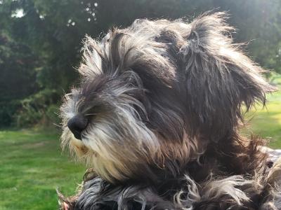 Adorable IKC Registered Show Class Male Miniature Schnauzer Puppy
