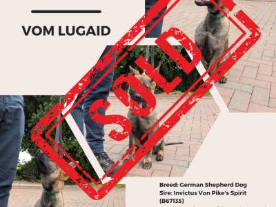 Top-Class IKC Registered German Shepherd puppies in Laois – Microchipped & Ready Now