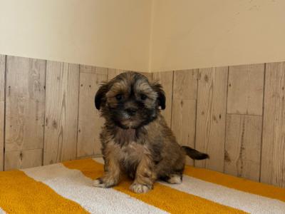 Stunning Shichon puppies available 🐶 in Limerick