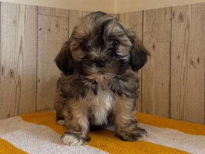 Stunning Shichon puppies available 🐶 in Limerick