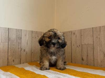 Stunning Shichon puppies available 🐶 in Limerick