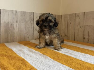 Stunning Shichon puppies available 🐶 in Limerick