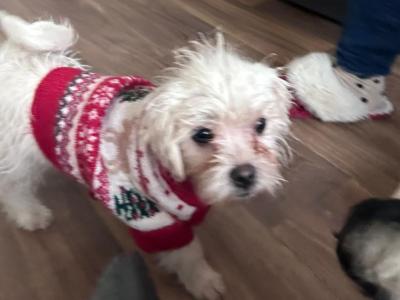 Female Maltese - on hold