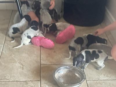 Long haired German Pointer x Lurcher puppies in Wexford