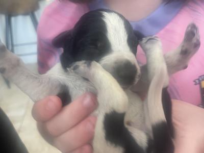 Long haired German Pointer x Lurcher puppies in Wexford