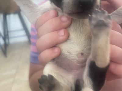Long haired German Pointer x Lurcher puppies in Wexford