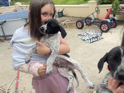 Long haired German Pointer x Lurcher puppies in Wexford