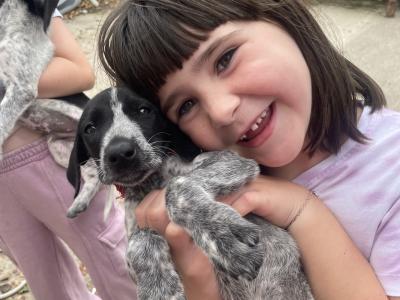 Long haired German Pointer x Lurcher puppies in Wexford