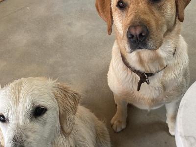 Golden Labrador for stud