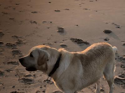 Golden Labrador for stud