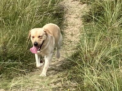 Golden Labrador for stud