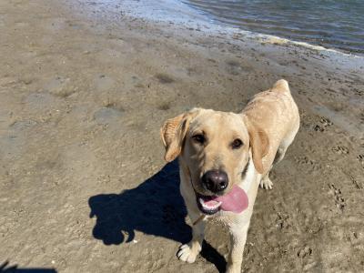 Golden Labrador for stud