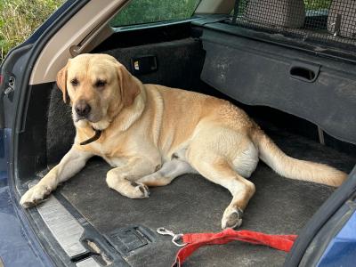 Golden Labrador for stud