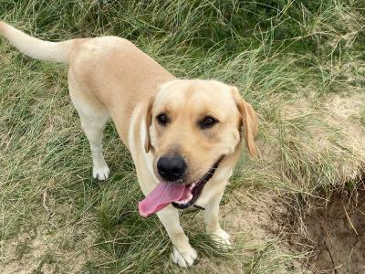 Golden Labrador for stud