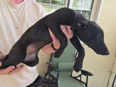 Beautiful Whippet . Last of cracking litter. Very unusual colour