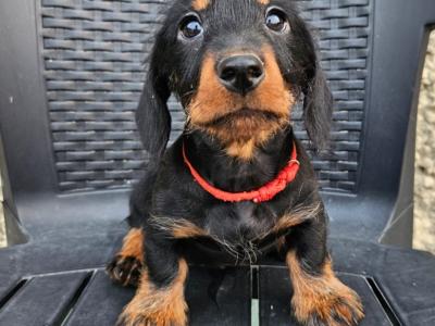 Wirehaired Miniature Dachshund puppies in Tipperary
