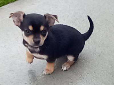 1 beautiful Chihuahua puppies looking for their forever loving home