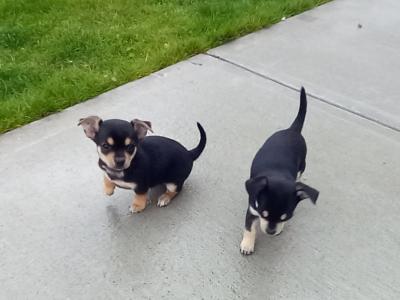 3 Puppy's looking for a new home 🏡