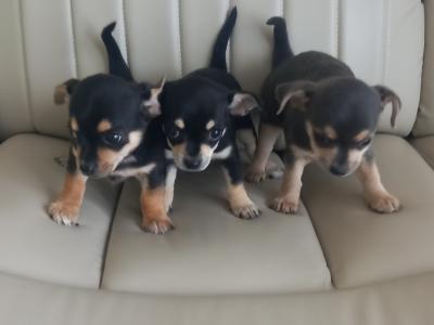 3 Puppy's looking for a new home 🏡