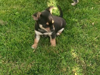 3 Puppy's looking for a new home 🏡