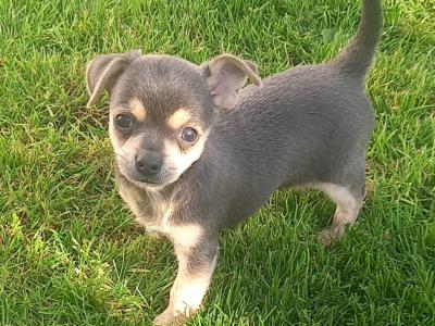 3 beautiful Chihuahua puppies looking for their forever loving home