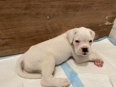 IKC Registered (Pending) Top Pedigree Boxer puppies in Meath