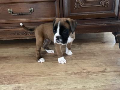 IKC Registered (Pending) Top Pedigree Boxer puppies in Meath