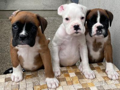 IKC Registered (Pending) Top Pedigree Boxer puppies in Meath
