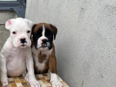 IKC Registered (Pending) Top Pedigree Boxer puppies in Meath