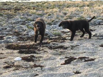 Two Border Coolie/ Golden Retriever puppies looking for a home