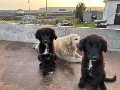 Two Border Coolie/ Golden Retriever puppies looking for a home