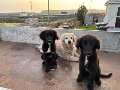 Two Border Coolie/ Golden Retriever puppies looking for a home