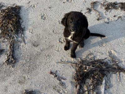Two Border Coolie/ Golden Retriever puppies looking for a home